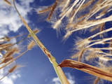 A Wheat Stem with Stem Rust  a Virulent Fungus