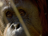 Close Up of an Orangutan Face