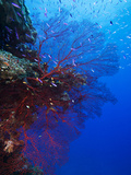 A Red Sea Fan  Swiftia Kofoidi