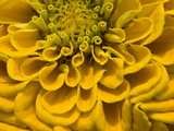 An Extreme Close Up of a Yellow Zinnia Flower