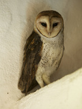 A Portrait of a Barn Owl  Tyto Alba  Roosting in a Building
