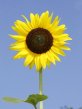 A Sunflower Against a Blue Sky