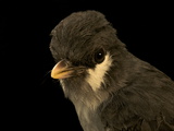 An Ashy Robin from New Guinea's Foja Mountains