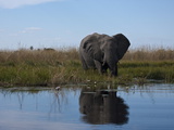 African Elephant  Loxodonta Africana  Standing at the Water's Edge