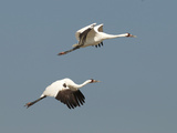 Whooping Crane Adults Flying over Wintering Grounds