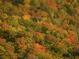 Colorful Trees on a Mountainside in Autumn