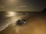 A Female Leatherback Turtle Crawls from the Surf to Nest