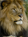 Portrait of a Resting Male African Lion  Panthera Leo