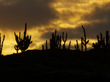 Sihouetted Cacti at Sunset