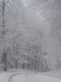 Road Through Frost-Covered Deciduous Forest