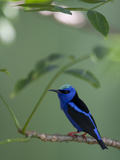 Red-Legged Honeycreeper  Cyanerpes Cyaneus  Perched on a Tree Branch