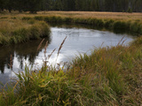 Grasslands Along the Banks of the Gibbon River
