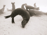 Galapagos Sea Lions Starving During an El Nino Year
