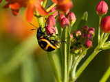 Close Up of a Beetle Crawling on Unopened Flowers