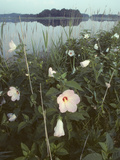 Marsh Hibiscus  Hibiscus Moscheutos  in Bloom in a Wetland