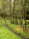 A Section of a Racing Trail in the Deception Valley