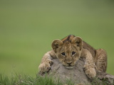 African Lion Cub  Panthera Leo  Lying across a Mound of Soil