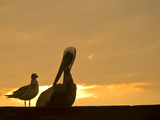 Brown Pelican and a Gull Resting at Twilight