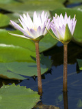 Tropical Water Lilies  Nymphaea Species  Growing in a Thermal Pond