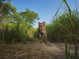 A Protected Tiger in Kaziranga National Park