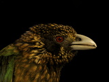 Spotted Catbird  Ailuroedus Melanotis  in New Guinea's Foja Mountains