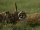African Lioness  Panthera Leo  Resting with Cubs