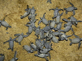 Leatherback Turtle Hatchlings Emerge from their Nest in the Sand