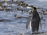 King Penguin  Aptenodytes Patagonicus  Preparing to Enter the Ocean