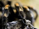 Close-Up on the Legs of a Chilean Rose Hair Tarantula
