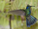 Portrait of a Green Violet-Ear Hummingbird  Colibri Thalassinus