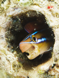 Blue Striped Fangblenny  Plagiotremus Rhinorhynchos in a Burrow