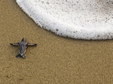 A Leatherback Turtle Hatchling Crawls to the Sea