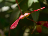Close Up of a Red Maple  Acer Rubrum  Seed