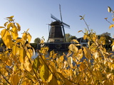 A Dutch Windmill Framed in Autumn-Hued Leaves