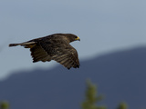 A Galapagos Hawk  Buteo Galapagoensis  in Flight