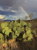 Rainbow over a Scenic Valley with Prickly Pear Cactus and Mesquite