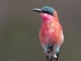 Portrait of a Southern Carmine Bee-Eater