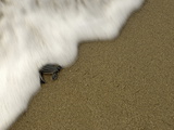 A Leatherback Turtle Hatchling Crawls to the Sea