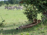 A Pair of Cheetahs Resting and Watching a Herd of Burchell's Zebras