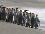 King Penguins  Aptenodytes Patagonicus  Crowded on a Beach