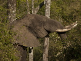 African Elephant  Loxodonta Africana  Among Trees and Bushes