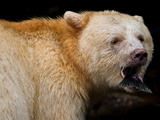 A Kermode Bear Consumes a Pink Salmon Fish