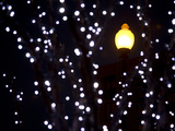 Christmas Lights in Trees Frame an Old Georgetown Street Lamp