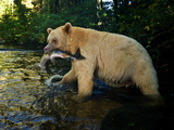 A Five-Year Old Male Kermode Bear with a Pink Salmon in its Jaws