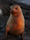 A Portrait of a Galapagos Sea Lion  Zalophus Wollebaeki  at Sunset
