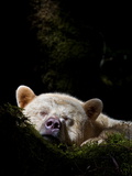 A Kermode Bear Sleeps in a Mossy Bed
