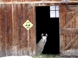 A Llama  Lama Glama  Peers from Barn Door