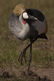 Portrait of a Grey Crowned Crane  Balearica Regulorum