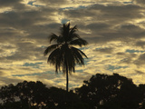 A Silhouetted Palm Tree and Dramatic Clouds at Sunset