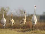 Whooping Crane Parents with Twin Chicks in Wintering Grounds
